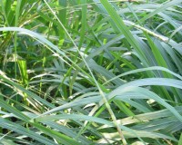 tripsacum dactyloides 9-10a.jpg